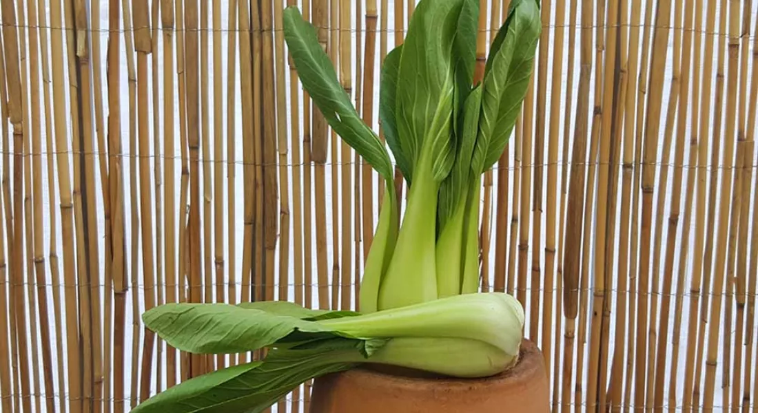 Pak Choi